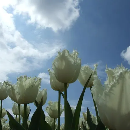 Campingpark De Bongerd