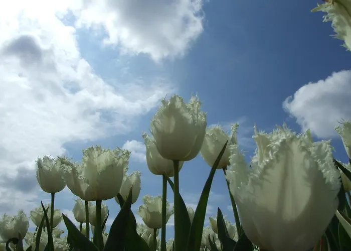 Campingpark De Bongerd